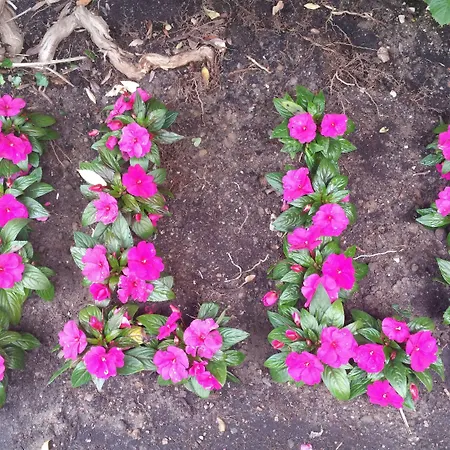 Hotel Illi Marina di Massa