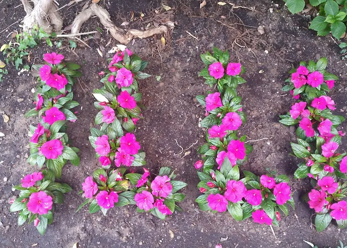 Hotel Illi Marina di Massa